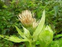 Cirsium oleraceum 34, Moesdistel, Saxifraga-Rutger Barendse