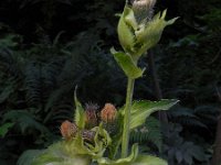 Cirsium oleraceum 36, Moesdistel, Saxifraga-Ed Stikvoort