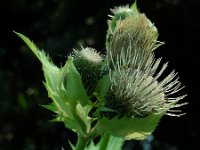 Cirsium oleraceum 38, Moesdistel, Saxifraga-Ed Stikvoort