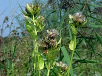 Cirsium oleraceum 39, Moesdistel, Saxifraga-Ed Stikvoort