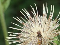 Cirsium oleraceum 4, Moesdistel, Saxifraga-Rutger Barendse