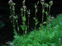 Cirsium oleraceum 40, Moesdistel, Saxifraga-Ed Stikvoort
