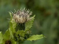 Cirsium oleraceum 44, Moesdistel, Saxifraga-Jan van der Straaten