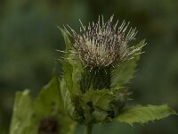 Cirsium oleraceum 45, Moesdistel, Saxifraga-Jan van der Straaten