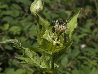 Cirsium oleraceum 46, Moesdistel, Saxifraga-Jan van der Straaten
