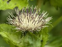 Cirsium oleraceum 47, Moesdistel, Saxifraga-Jan van der Straaten