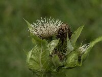 Cirsium oleraceum 48, Moesdistel, Saxifraga-Jan van der Straaten