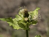 Cirsium oleraceum 49, Moesdistel, Saxifraga-Willem van Kruijsbergen