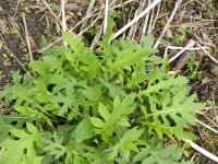 Cirsium oleraceum 50, Moesdistel, Saxifraga-Rutger Barendse