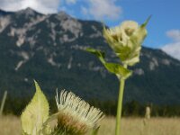 Cirsium oleraceum 52, Moesdistel, Saxifraga-Ed Stikvoort