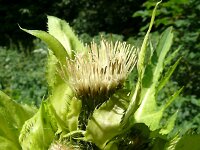 Cirsium oleraceum 56, Moesdistel, Saxifraga-Hans Grotenhuis