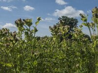 Cirsium oleraceum 6, Moesdistel, Saxifraga-Jan van der Straaten
