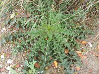 Cirsium palustre 16, Kale jonker, Saxifraga-Rutger Barendse