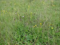 Cirsium pannonicum 3, Saxifraga-Jasenka Topic,