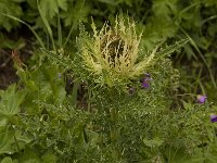 Cirsium spinosissimum 1, Saxifraga-Willem van Kruijsbergen
