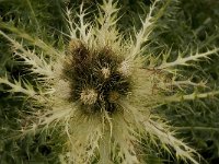 Cirsium spinosissimum 10, Saxifraga-Willem van Kruijsbergen