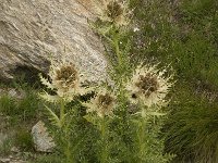 Cirsium spinosissimum 11, Saxifraga-Willem van Kruijsbergen