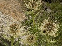 Cirsium spinosissimum 12, Saxifraga-Willem van Kruijsbergen