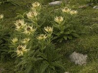 Cirsium spinosissimum 13, Saxifraga-Willem van Kruijsbergen