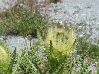 Cirsium spinosissimum 14, Saxifraga-Jeroen Willemsen