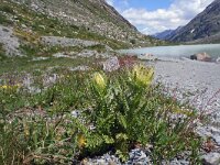 Cirsium spinosissimum 15, Saxifraga-Jeroen Willemsen
