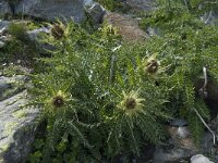 Cirsium spinosissimum 16, Saxifraga-Willem van Kruijsbergen