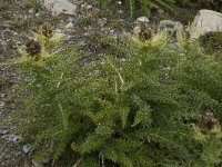 Cirsium spinosissimum 17, Saxifraga-Willem van Kruijsbergen