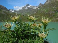 Cirsium spinosissimum 18, Saxifraga-Ed Stikvoort