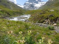 Cirsium spinosissimum 19, Saxifraga-Ed Stikvoort