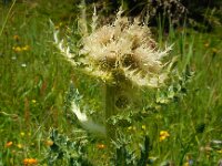 Cirsium spinosissimum 20, Saxifraga-Ed Stikvoort