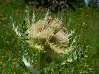 Cirsium spinosissimum 21, Saxifraga-Ed Stikvoort