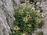 Cirsium spinosissimum 22, Saxifraga-Harry Jans