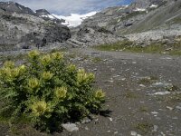 Cirsium spinosissimum 3, Saxifraga-Willem van Kruijsbergen