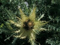 Cirsium spinosissimum 30, Saxifraga-Jan van der Straaten