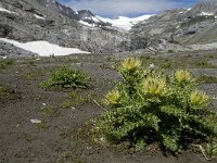 Cirsium spinosissimum 4, Saxifraga-Willem van Kruijsbergen