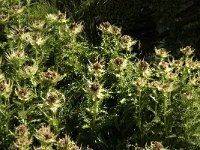 Cirsium spinosissimum 5, Saxifraga-Jan van der Straaten