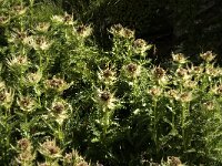 Cirsium spinosissimum 5, Saxifraga-Jan van der Straaten