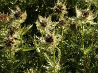 Cirsium spinosissimum 6, Saxifraga-Jan van der Straaten