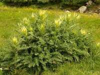 Cirsium spinosissimum 7, Foto-Fitis-Sytske Dijksen