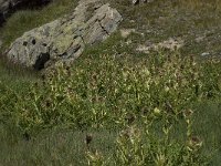 Cirsium spinosissimum 9, Saxifraga-Willem van Kruijsbergen