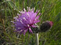 Cirsium x forsteri 2, hybride Spaanse ruiter en Kale jonker, Saxifraga-Ed Stikvoort : vlucht Limerick en Dough