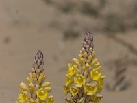Cistanche tubulosa, Woestijnbremraap, Desert Broomrape : Bloem, Flora, Geel