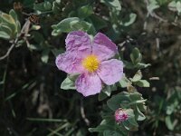 Cistus albidus 1, Saxifraga-Jan van der Straaten