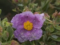Cistus albidus 18, Saxifraga-Jan van der Straaten