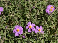 Cistus creticus 11, Saxifraga-Dirk Hilbers
