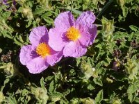 Cistus creticus 14, Saxifraga-Peter Meininger