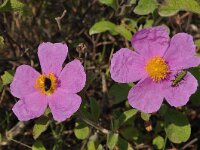 Cistus creticus 17, Saxifraga-Harry Jans