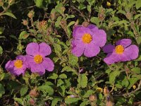 Cistus creticus 20, Saxifraga-Harry Jans