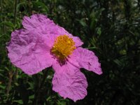 Cistus creticus 3, Saxifraga-Rutger Barendse