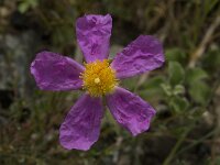 Cistus creticus 6, Saxifraga-Willem van Kruijsbergen